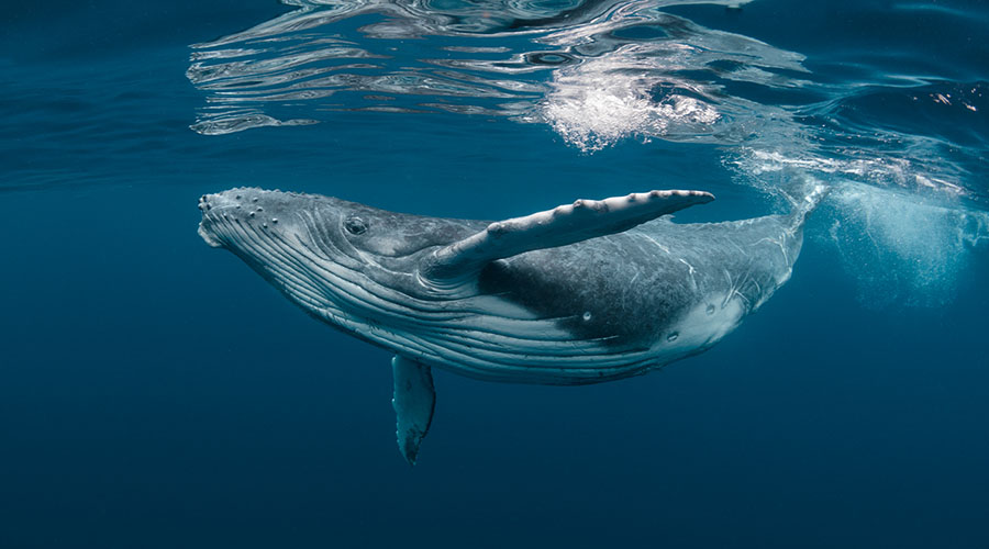 Avila Beach Whale Watching