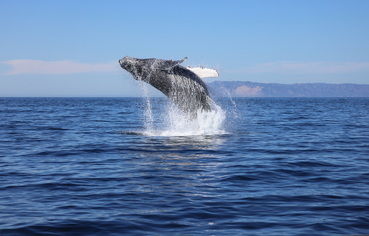 Coastal California Whale Watching