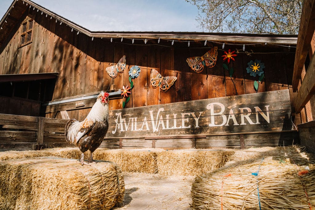 10 Must-Do Activities Near Avila Beach